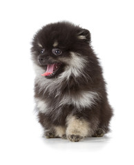 Black Pomeranian puppy on white background
