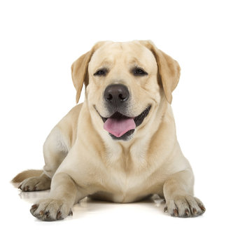 Yellow Labrador Retriever Smiling