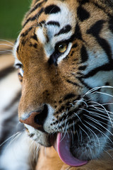 Naklejka premium Siberian Tiger Close Up