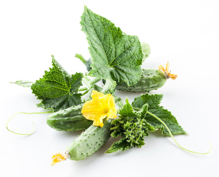 Cucumbers with leaves on white background