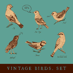 Set of vintage bird on the emerald background