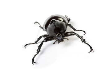 Male rhino beetle, Dynastinae isolated on white background.