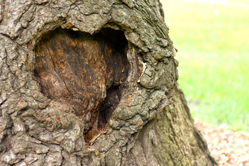 Heart Shape in Tree Trunk