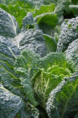 Wirsingkohl - Savoy cabbage 04