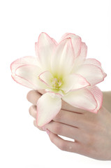 Girl hands with lily flower