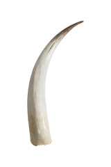 Naklejka premium Big ivory tusks