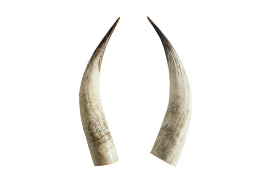 Big ivory tusks