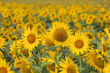 Fototapeta premium Sonnenblumenfeld