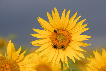 Obraz premium Sonnenblume kurz vor dem Regen