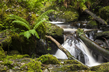 Ablauf des Torc Wasserfalls im Killarney Nationalpark