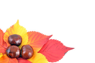 Herbstlaub und kastanie