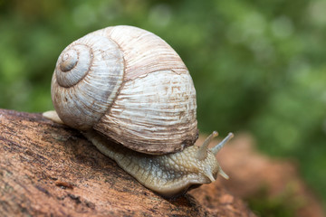 Burgundy Snail