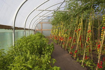 tomato crop