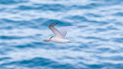 Royal Tern (Thalasseus maximus maximus) flying