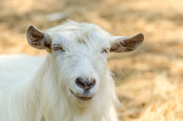 Fototapeta premium White Goat Portrait