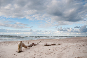 Piece of wood on a beach. Dusk at the sea...