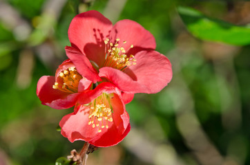 Obraz premium Beautiful red flower