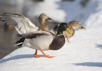 Mallard ducks