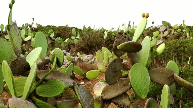 prickly pears in sicily