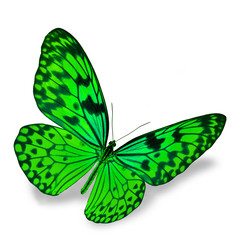 Green Butterfly