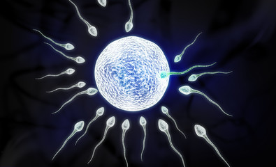 sperm and ovule