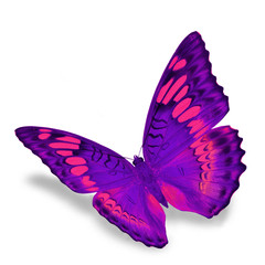 Purple Butterfly