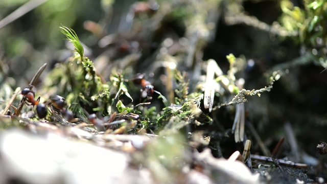 Group of Ants in the Forest (Macro Video)