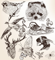 Vector set of detailed hand drawn animals in vintage style