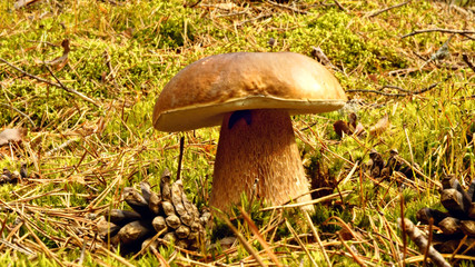 cep mushroom