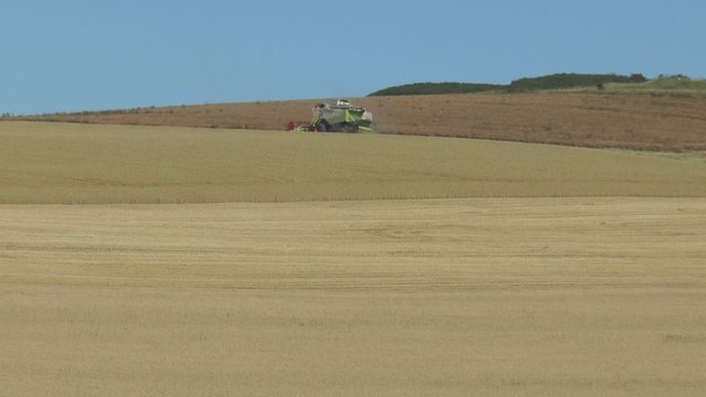 moisson du colza