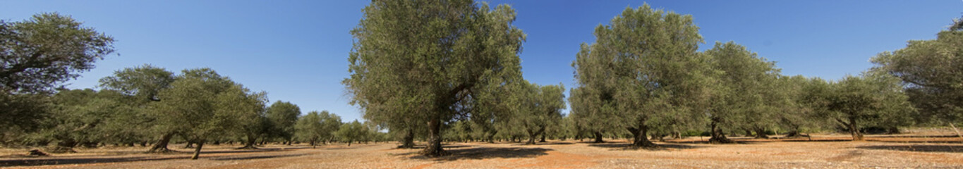 panoramisch - olijfbomen
