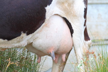 close-up of a cow udder
