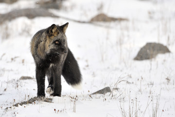 Red fox with black fur standing in snow.