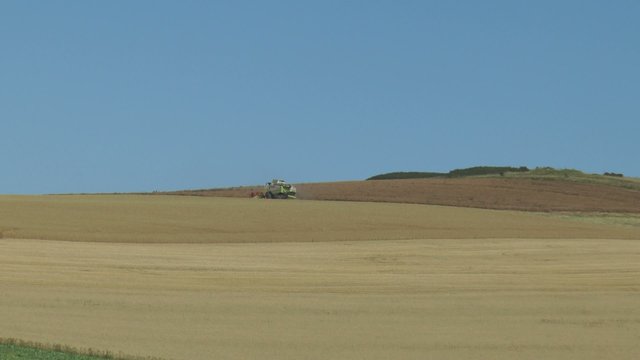 r&eacute;colter le colza