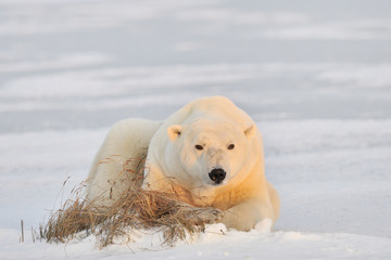 Ours polaire allongé sur la glace.