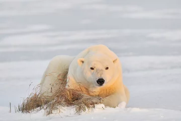 Crédence de cuisine en verre imprimé Ours polaire Ours polaire allongé sur la glace.