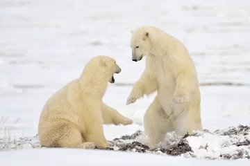 Photo sur Aluminium Ours polaire Deux ours polaires jouent à se battre.