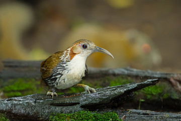 Large Scimitar-Babbler look at the camera