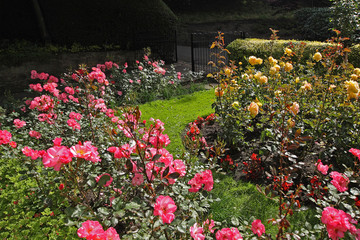 Fototapeta na wymiar Rose Garden