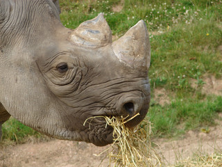 Black Rhino