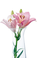 Lilies in a glass vase