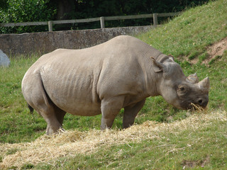 Black Rhino