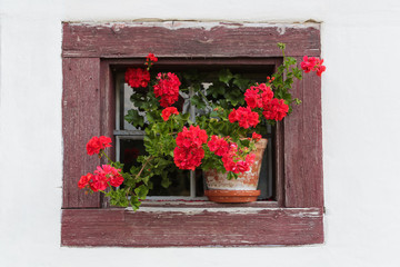 Fototapeta na wymiar Blumenfenster