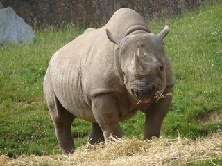 Obraz premium Black Rhino