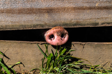 Schweineruessel