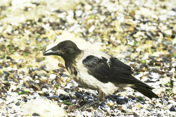 Hooded crow on teh ground / Corvus cornix