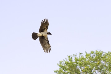 Hooded crow in flight / Corvus cornix