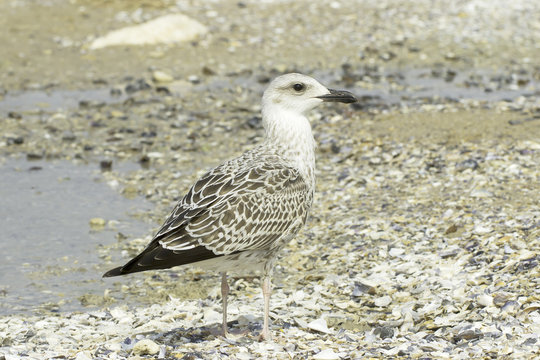 an immature of yellow-legged gull  / Larus cachinnans