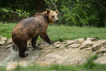 Naklejka na ściany i meble Brown bear after taking a bath
