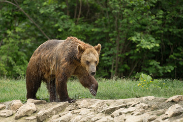 Wet brown bear after taking a bath